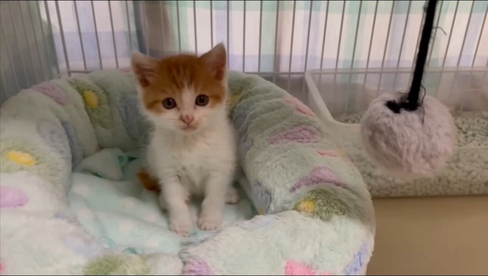 ケージの中でカメラを見つめる子猫
