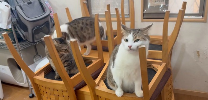 椅子に乗る3匹の猫