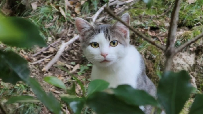 山に捨てられていた子猫