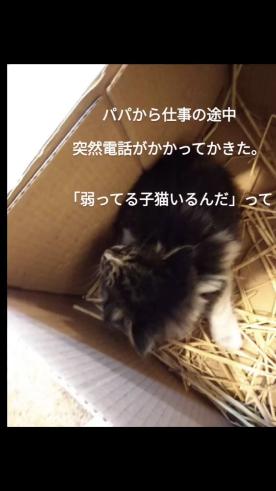 段ボールの中にいる子猫