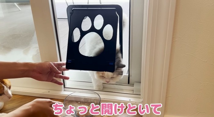 ドアから入る猫