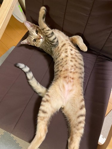 へそ天して手を上げる猫