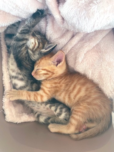 くっついて眠る2匹の子猫