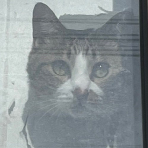 様子を見守る猫