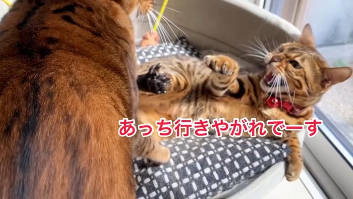 仰向けで怒る猫と横に立つ猫