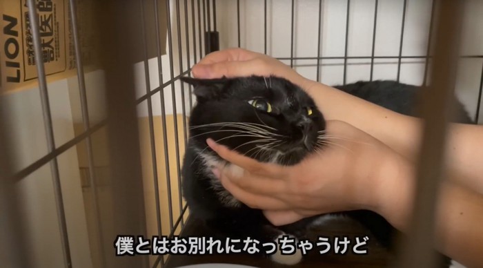 撫でられる猫