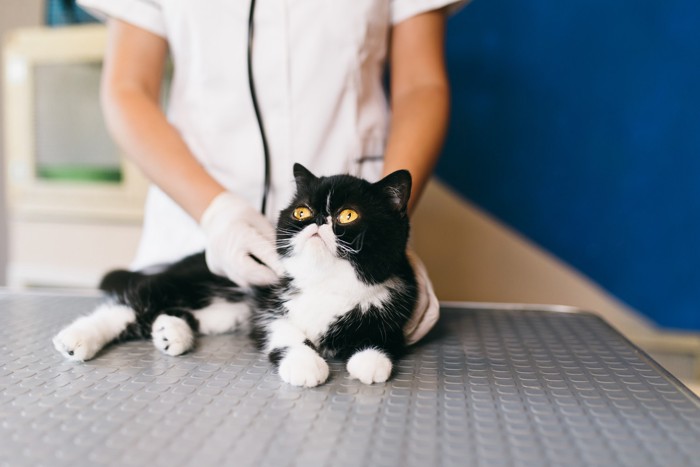 獣医療スタッフに聴診されているエキゾチックショートヘア