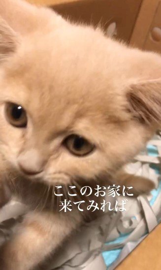 お家にやって来た子猫