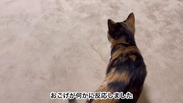 気配を感じるおこげちゃん