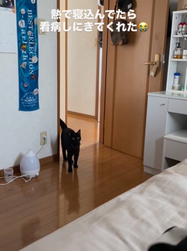 目をまん丸にして見つめる黒猫
