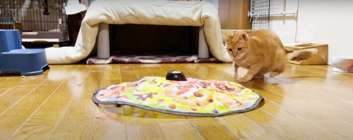 おもちゃで遊ぶ猫