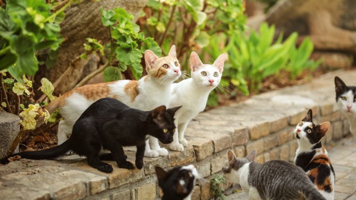 日向ぼっこする大量の猫