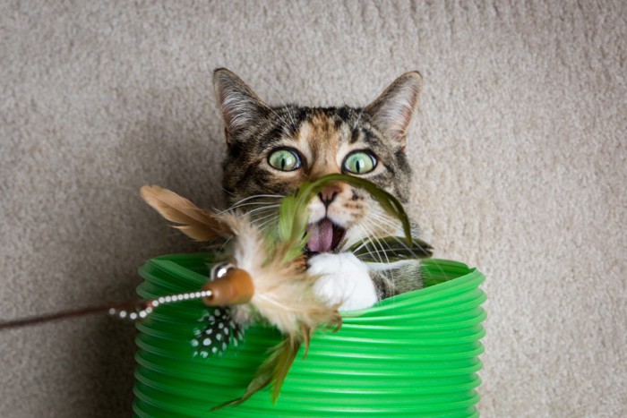 トンネルからおもちゃに食いつく猫