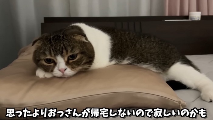 枕の上で横に寝る猫