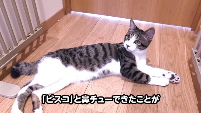 寝そべる猫