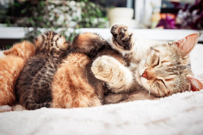 授乳中の母猫と子猫