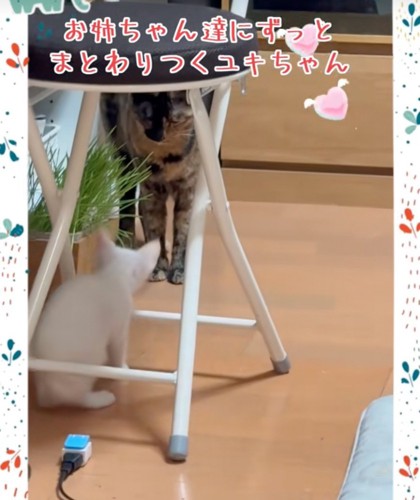 先住猫と子猫