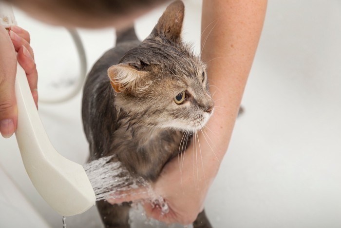飼い主にシャワーで体を洗い流されている猫