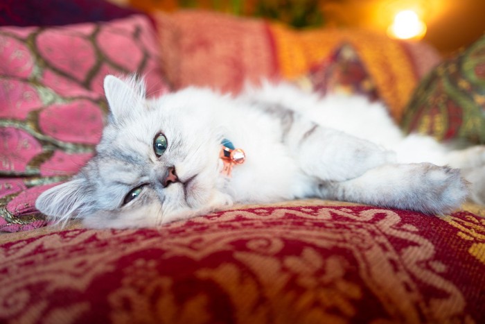 かわいいペルシャ猫