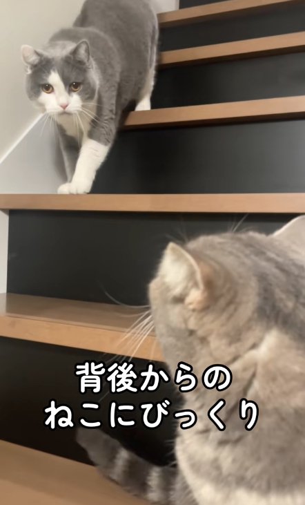 階段を降りてくる猫を見つめる猫の後頭部