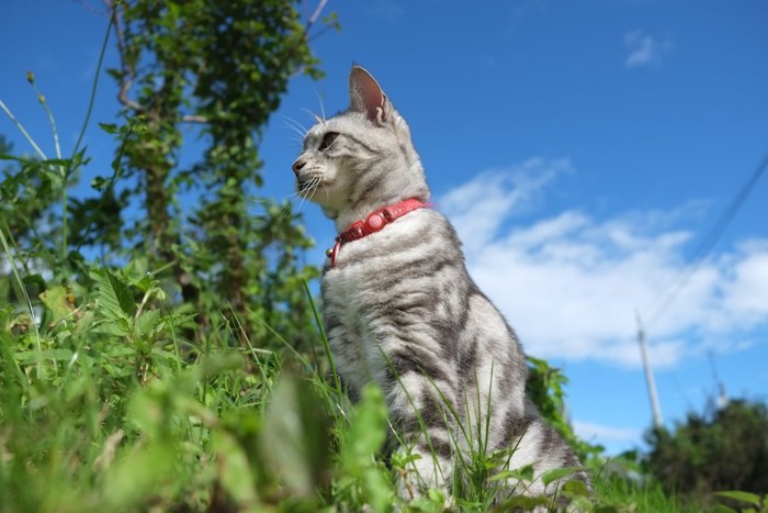 草むらの中で何かを見つめるアメショー