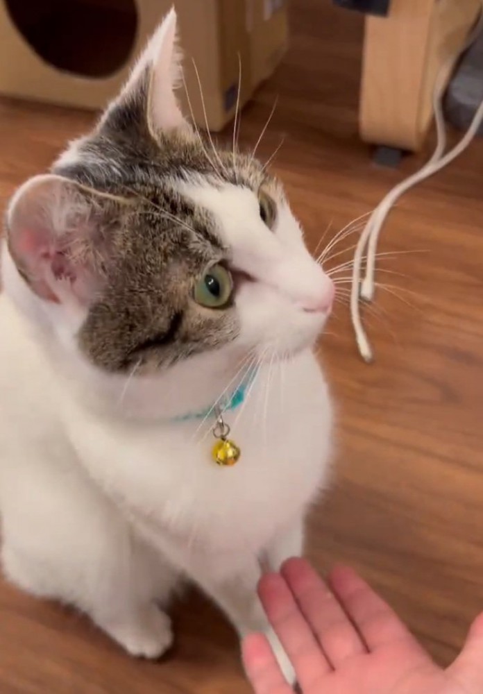 心ここにあらずな猫