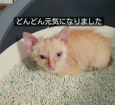 猫砂の上でカメラ目線の猫