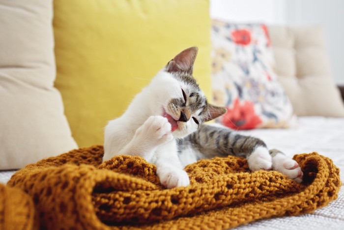 うっとりした表情でグルーミングする猫