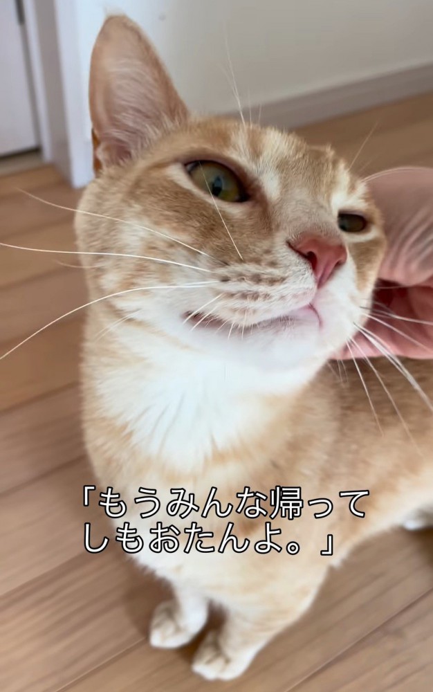 頭をなでられる猫