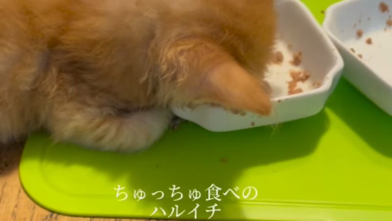 ごはんを食べている子猫