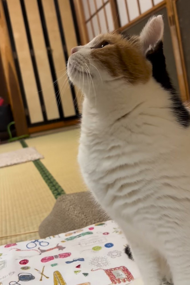 横から見た猫