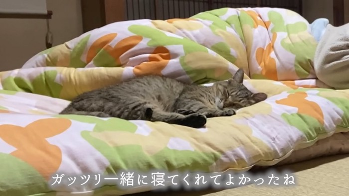 寝ている猫