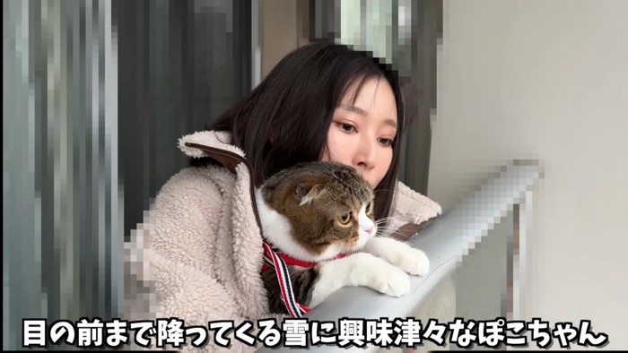 抱っこされて外を見る折れ耳猫