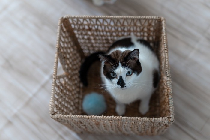 かごの中におもちゃと一緒に入り込む猫