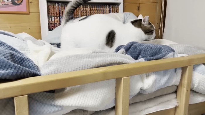 歩いて行く豆大福くん