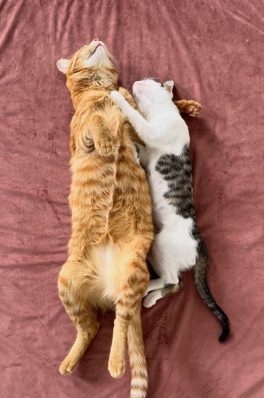 へそ天で寝る猫