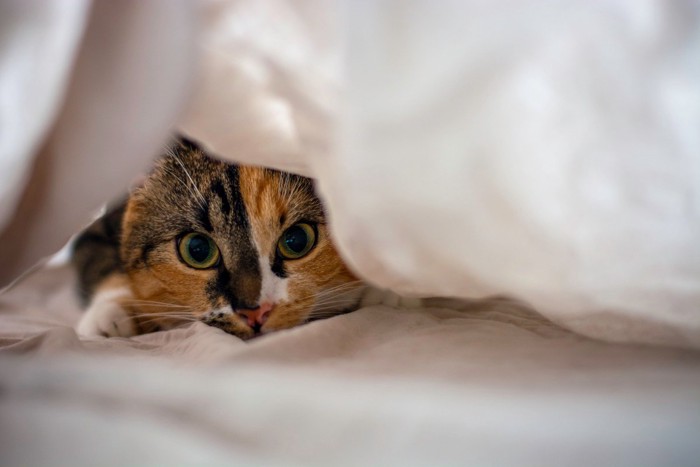 狩りをする猫
