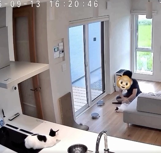 回される猫