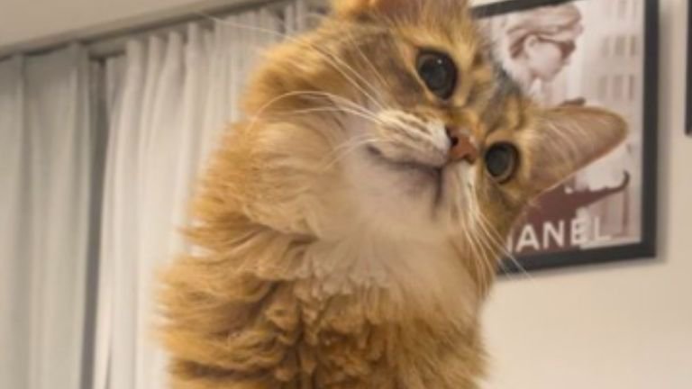 室内にいる猫