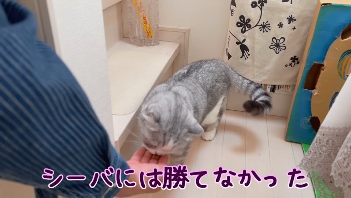 おやつをもらう猫