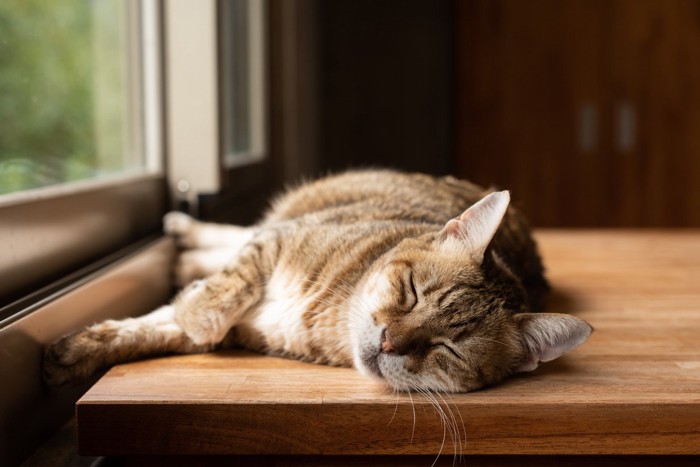 窓際で気持ち良さそうに眠る猫