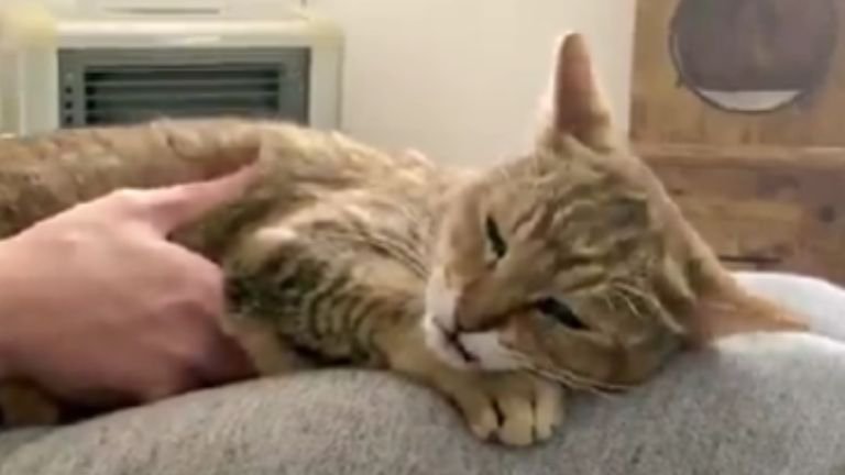 膝の上で眠る猫