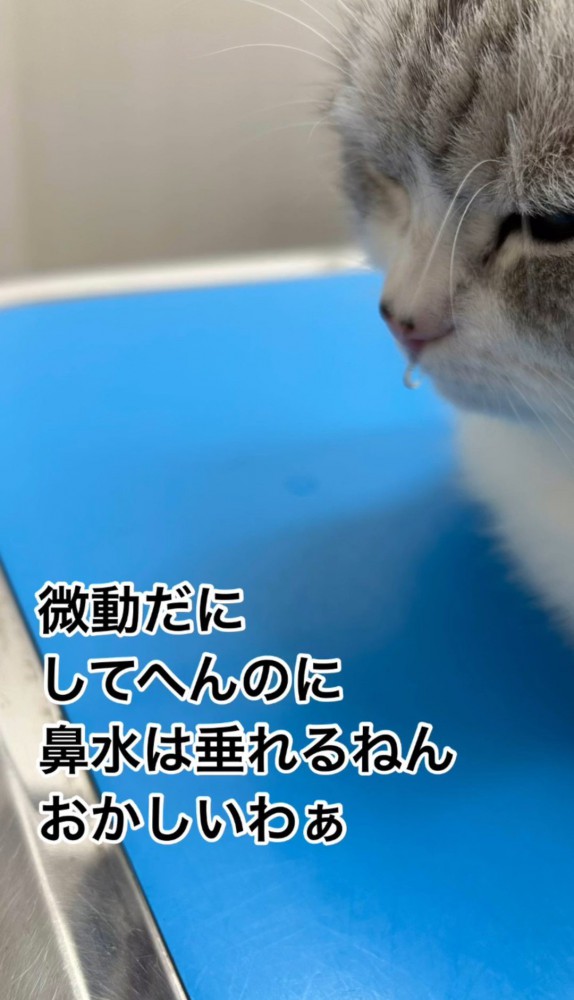 鼻水を垂らす猫1