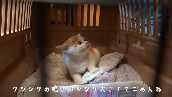 怖がる子猫