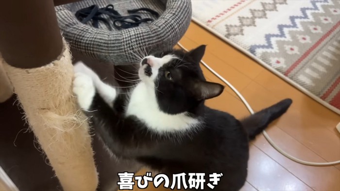 爪とぎ中
