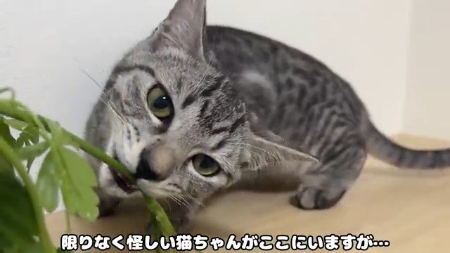 葉っぱをかじる猫