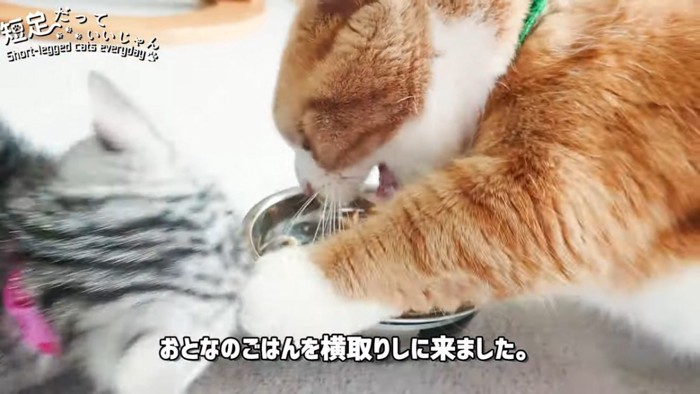 子猫に猫パンチをする成猫