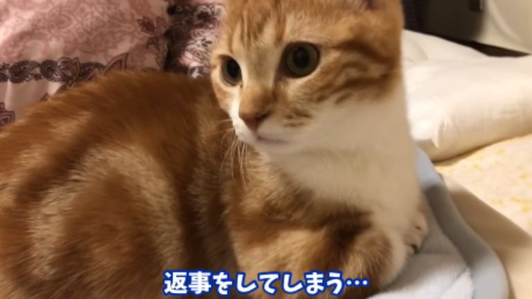 部屋でくつろいでいる子猫