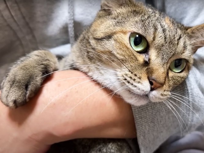 抱かれる猫