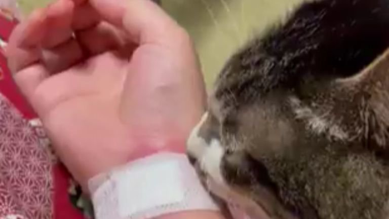 ケガしている腕と猫